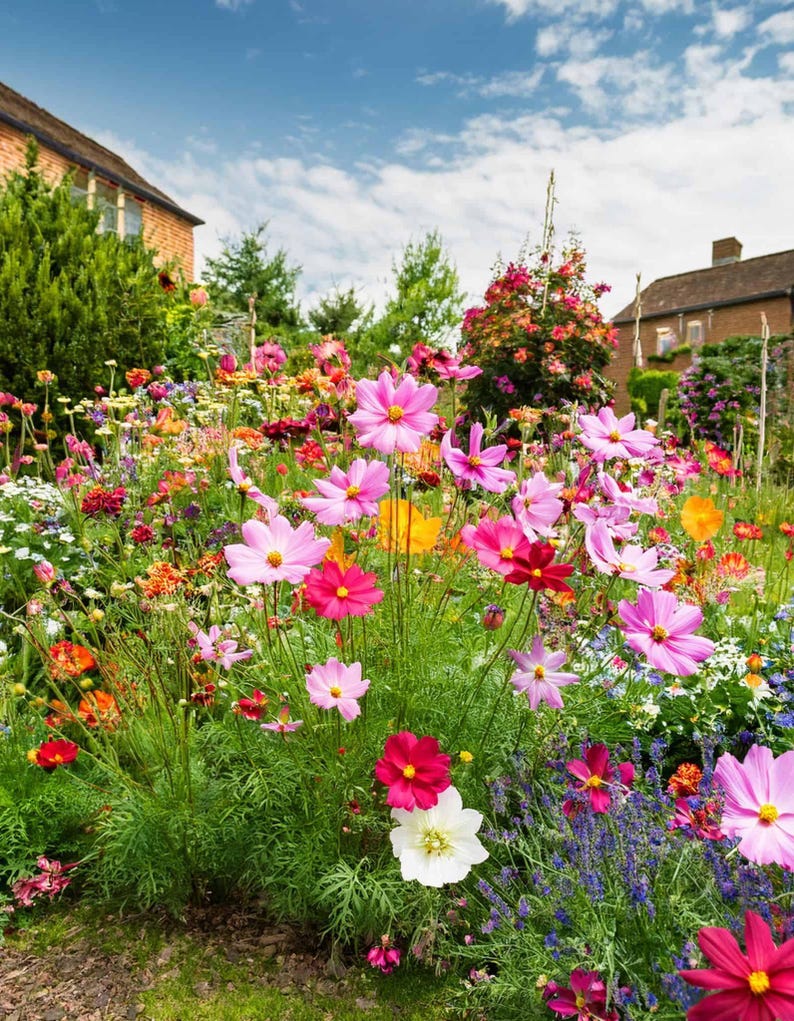 K&ouml;nnte beinhalten: Ein lebendiges Blumenbeet mit einer Vielzahl bl&uuml;hender Pflanzen, darunter rosa, magentafarbene und wei&szlig;e Kosmeen, orangefarbener Mohn und violetter Lavendel, vor einer Kulisse aus gr&uuml;nem Blattwerk, Backsteingeb&auml;uden und einem blau-wei&szlig;en Himmel.