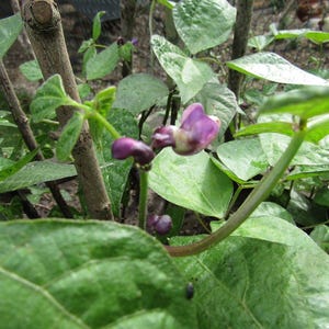 10+ graines de haricots nains à gousses violettes (Phaseolus vulgaris), également appelés haricots nains violets ou haricots verts violets. image 2