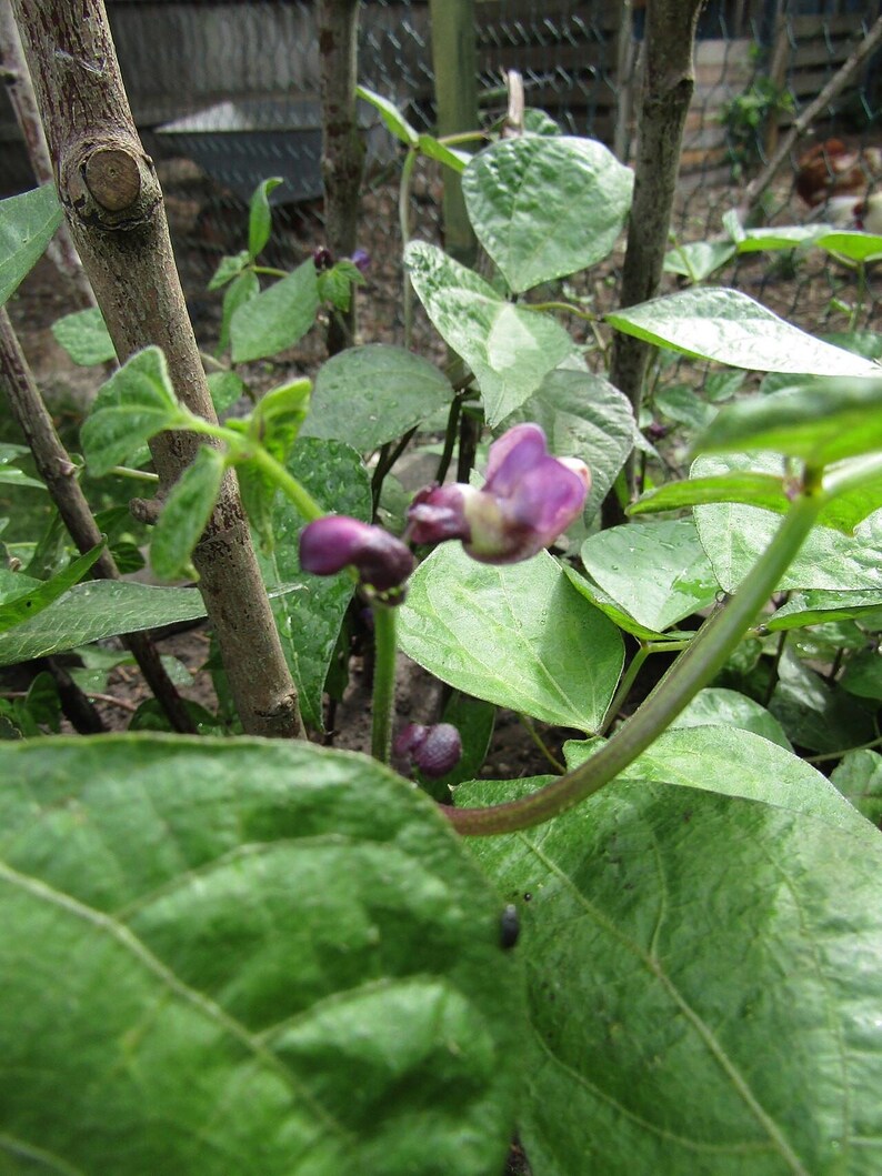 10+ graines de haricots nains à gousses violettes (Phaseolus vulgaris), également appelés haricots nains violets ou haricots verts violets. image 2
