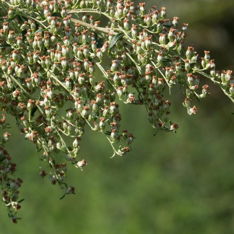 Über 200 Samen des Gemeinen Beifußes (Artemisia vulgaris), einer wilden, aromatischen Pflanze Bild 9