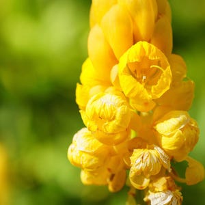 20-70 Kassodboomzaden, Senna siamea, Gele Cassia, Schaduwboom afbeelding 1
