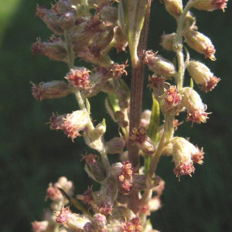 Über 200 Samen des Gemeinen Beifußes (Artemisia vulgaris), einer wilden, aromatischen Pflanze Bild 4
