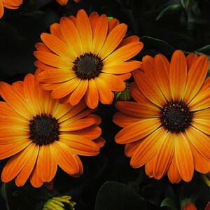 100+ Osteospermum Flower Seeds, Osteospermum ecklonis, African Daisy, Cape Daisy image 7