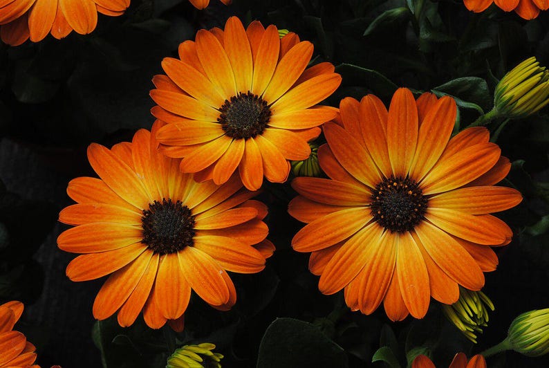 100+ Osteospermum Flower Seeds, Osteospermum ecklonis, African Daisy, Cape Daisy image 7