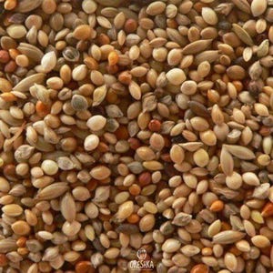 100-500 Kolbenhirse-Samen, Setaria italica, Italienische Hirse, Indische Hirse Bild 2