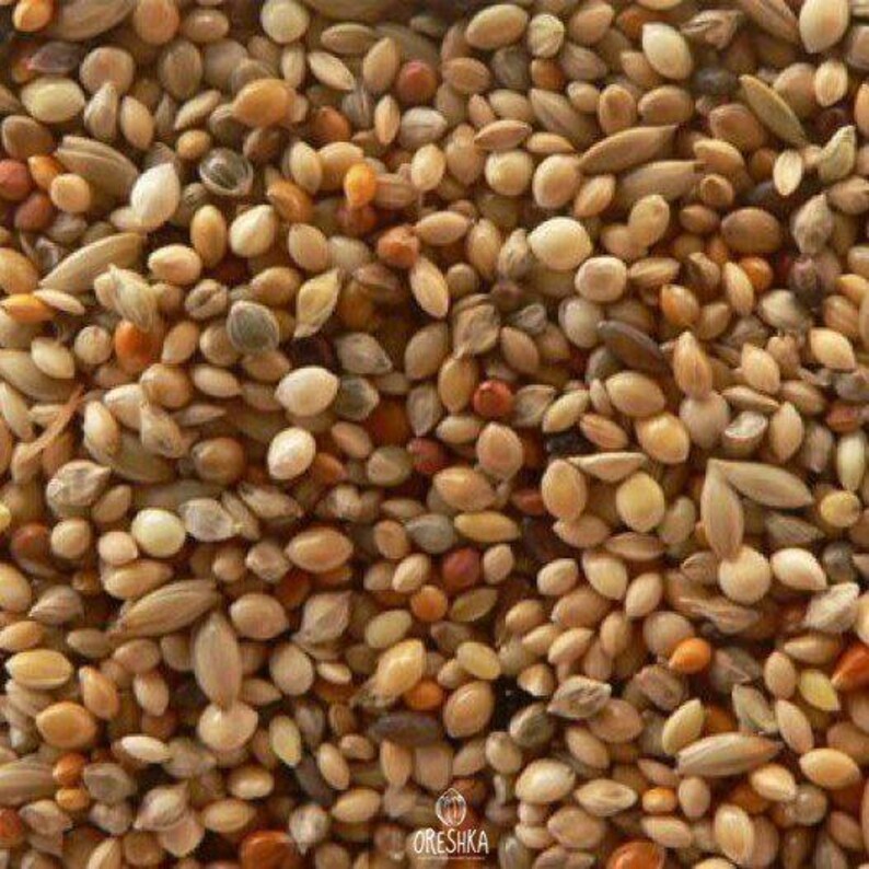 100-500 Kolbenhirse-Samen, Setaria italica, Italienische Hirse, Indische Hirse Bild 2