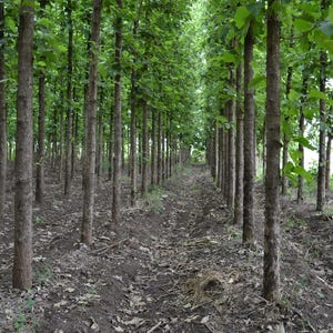 Pu&ograve; includere: Una fitta piantagione di alberi alti e sottili con corteccia marrone ruvida e foglie verde brillante. Gli alberi sono disposti in file dritte e parallele, creando uno stretto sentiero attraverso il centro del suolo boschivo coperto di foglie secche.