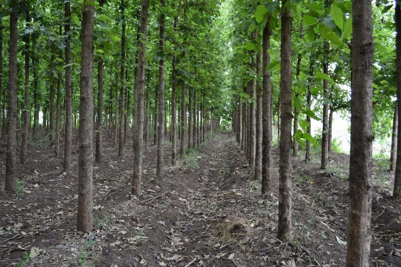Pu&ograve; includere: Una fitta piantagione di alberi alti e sottili con corteccia marrone ruvida e foglie verde brillante. Gli alberi sono disposti in file dritte e parallele, creando uno stretto sentiero attraverso il centro del suolo boschivo coperto di foglie secche.