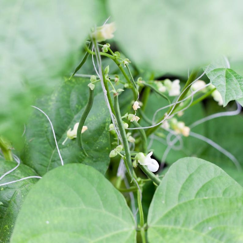 10+ semi di fagioli neri francesi Anupama, Phaseolus vulgaris, fagioli neri francesi, fagioli nani indiani immagine 6