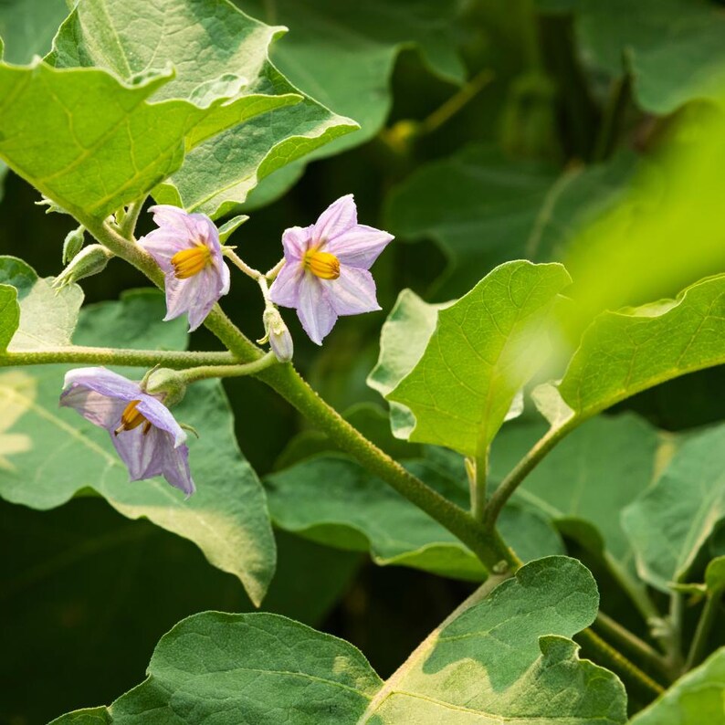Más de 20 semillas de berenjena sin espinas, Solanum melongena, berenjena morada. imagen 4