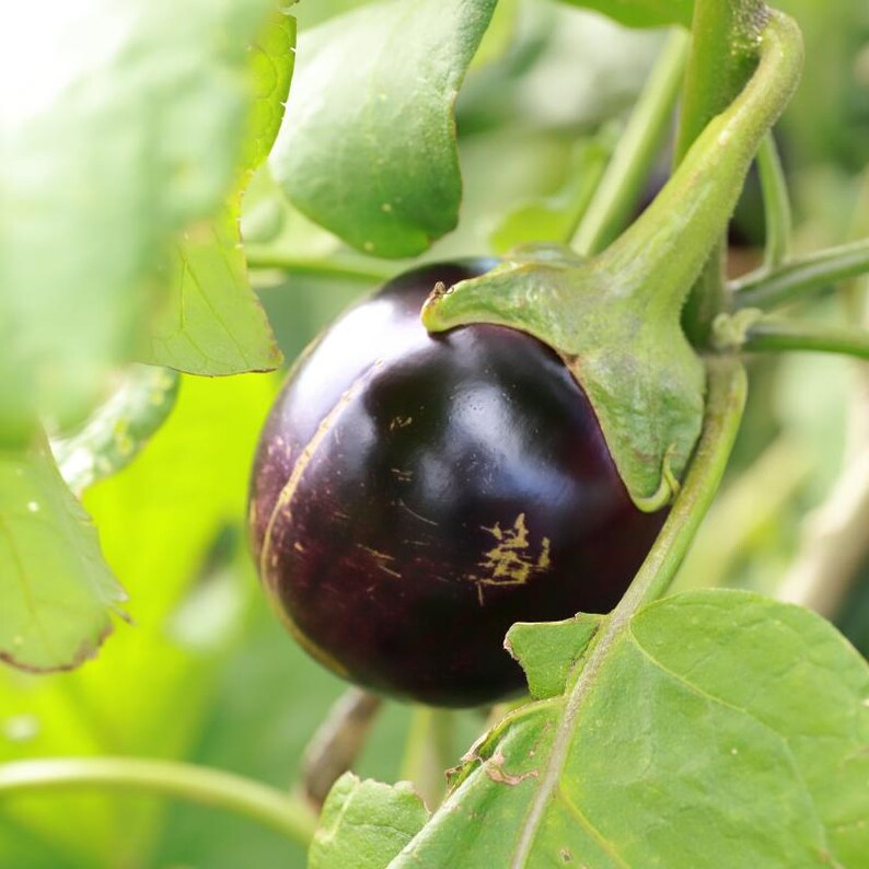 Más de 300 semillas de berenjena redonda morada, Solanum melongena, berenjena redonda morada, berenjena imagen 7