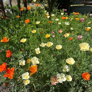 May include: A dense patch of California poppies featuring vibrant orange, soft yellow, and pale cream petals. The flowers are interspersed with fine, feathery green foliage, creating a lush, textured display of wildflowers in a garden setting.