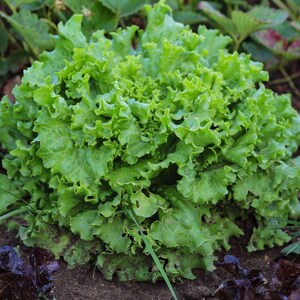 Pu&ograve; includere: Un cespo di lattuga di un verde vivace con foglie dense e arricciate che crescono dal terreno. La pianta presenta una forma arrotondata con numerosi bordi ondulati e un aspetto fresco, mostrando una variet&agrave; di tonalit&agrave; di verde chiaro e scuro.