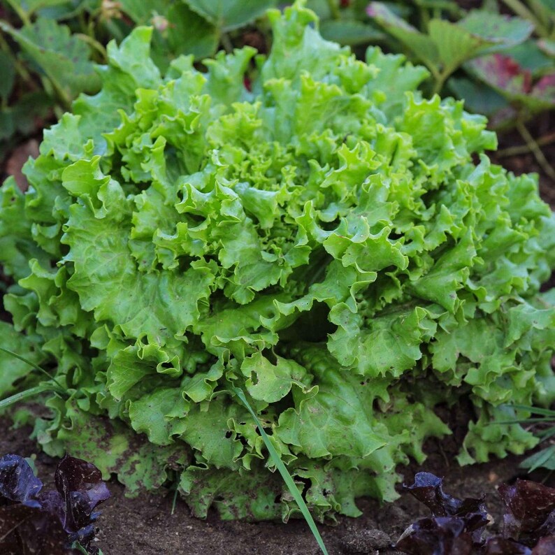 Pu&ograve; includere: Un cespo di lattuga di un verde vivace con foglie dense e arricciate che crescono dal terreno. La pianta presenta una forma arrotondata con numerosi bordi ondulati e un aspetto fresco, mostrando una variet&agrave; di tonalit&agrave; di verde chiaro e scuro.
