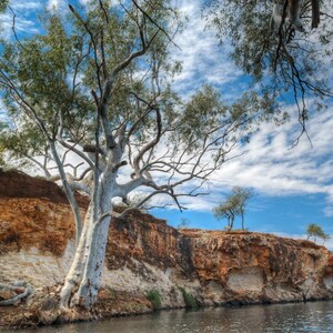 200+ River Red Gum Seeds, Eucalyptus camaldulensis, Shade Tree image 2