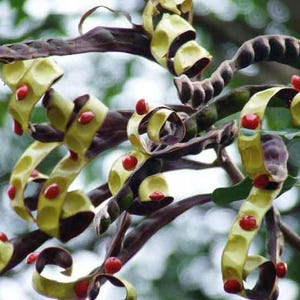 Puede incluir: Un racimo de vainas de semillas rizadas y en espiral, con una mezcla de c&aacute;scaras exteriores de color marr&oacute;n oscuro y secciones interiores de color verde claro. Se ven peque&ntilde;as semillas redondas de color rojo brillante.