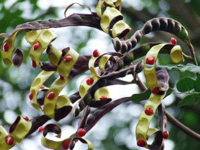 Puede incluir: Un racimo de vainas de semillas rizadas y en espiral, con una mezcla de c&aacute;scaras exteriores de color marr&oacute;n oscuro y secciones interiores de color verde claro. Se ven peque&ntilde;as semillas redondas de color rojo brillante.