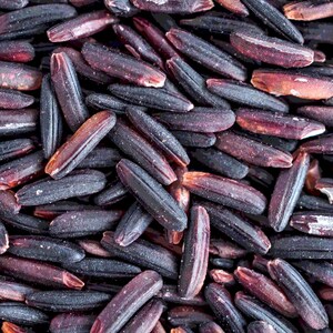 100-1000 risbärsfrön, Oryza sativa, vildt svart ris, lila korn, thairis bild 6