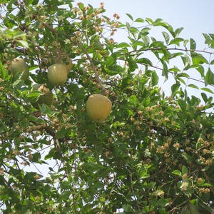 15+ Semi di Aegle marmelos, semi di Bael, semi di alberi da frutto tropicali, semi di frutta e bacche immagine 8