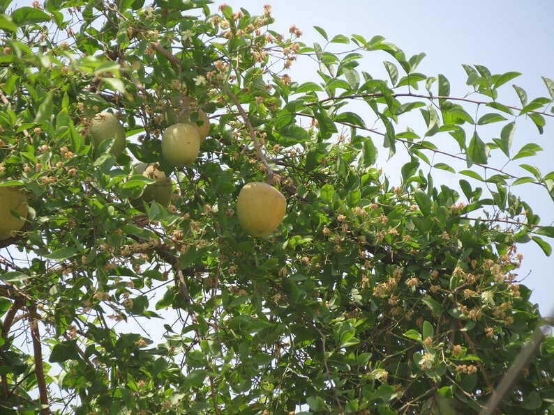 15+ Semi di Aegle marmelos, semi di Bael, semi di alberi da frutto tropicali, semi di frutta e bacche immagine 8