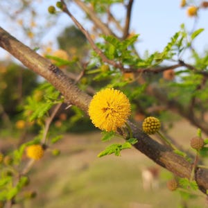 Puede incluir: Una flor amarilla brillante de forma esf&eacute;rica unida a una rama le&ntilde;osa de color marr&oacute;n. La planta presenta peque&ntilde;as hojas verdes plumosas y varios otros capullos en desarrollo en diversas etapas de crecimiento a lo largo de las ramas finas.