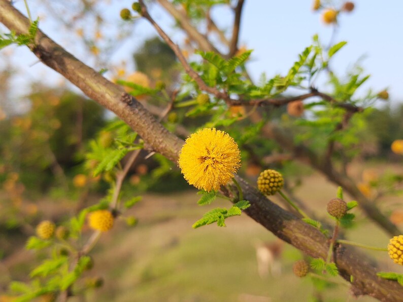 Puede incluir: Una flor amarilla brillante de forma esf&eacute;rica unida a una rama le&ntilde;osa de color marr&oacute;n. La planta presenta peque&ntilde;as hojas verdes plumosas y varios otros capullos en desarrollo en diversas etapas de crecimiento a lo largo de las ramas finas.