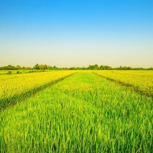 Pu&ograve; includere: Un vasto campo di riso aperto caratterizzato da steli verde brillante e giallo dorato che si estendono verso l'orizzonte sotto un cielo azzurro chiaro e luminoso. Il paesaggio mostra file di colture agricole in un ambiente rurale.