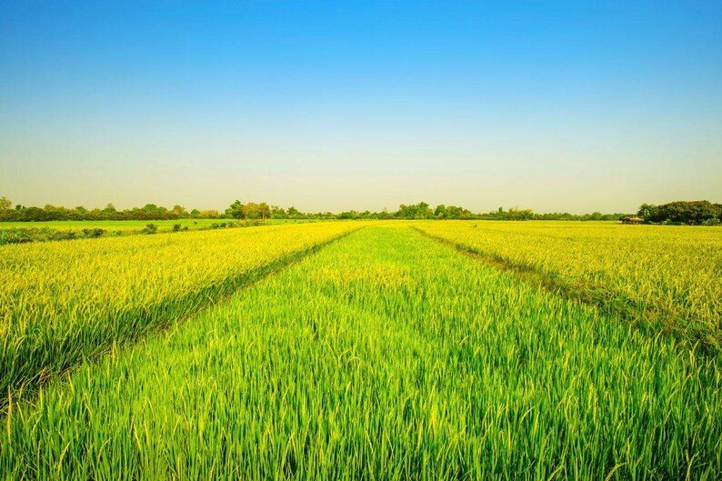 Pu&ograve; includere: Un vasto campo di riso aperto caratterizzato da steli verde brillante e giallo dorato che si estendono verso l'orizzonte sotto un cielo azzurro chiaro e luminoso. Il paesaggio mostra file di colture agricole in un ambiente rurale.