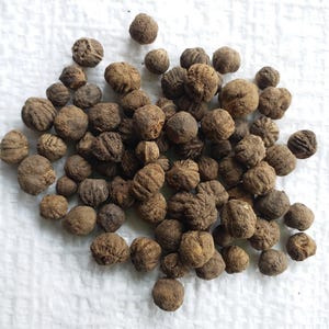 Pu&ograve; includere: Una collezione di piccoli semi rotondi e marroni con una superficie ruvida e striata. Ogni seme presenta un aspetto distintamente rugoso con solchi profondi che corrono lungo l'esterno. I semi sono raggruppati in un mucchio irregolare.