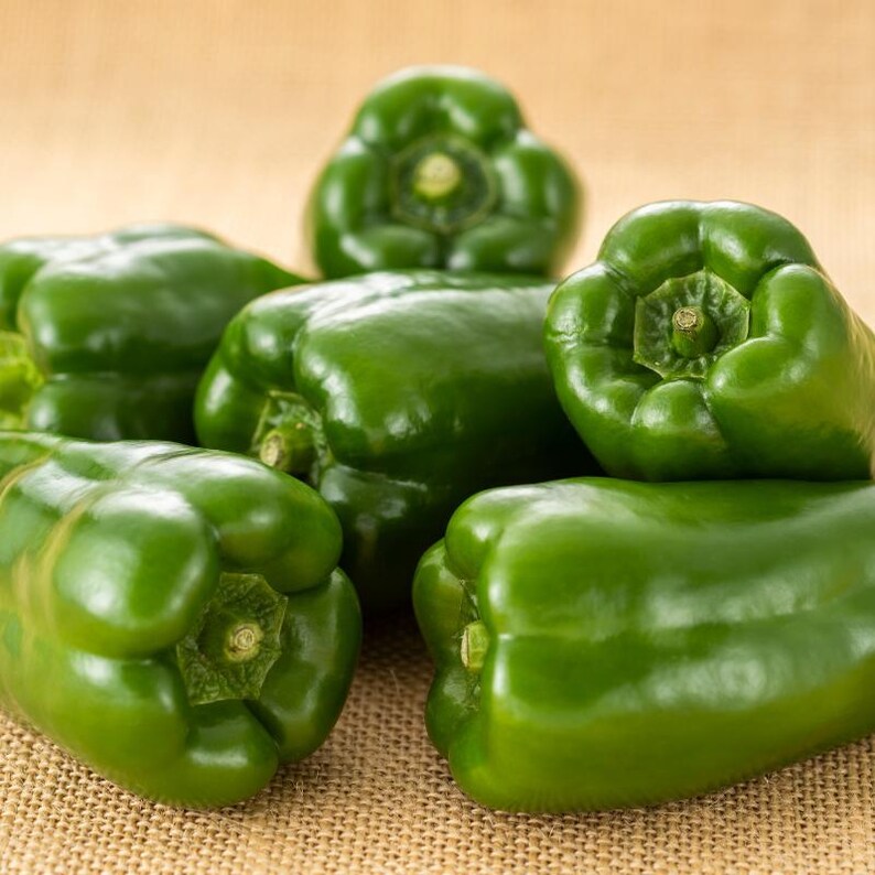 Más de 20 semillas de pimiento verde dulce, Capsicum annuum, pimiento verde, pimiento dulce suave. imagen 9