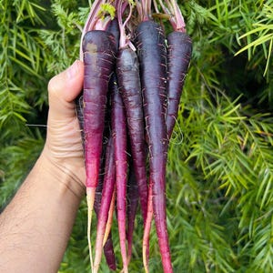 Puede incluir: Un manojo de zanahorias moradas reci&eacute;n cosechadas con hojas verdes. Las zanahorias tienen una piel de color morado oscuro intenso que se aclara hacia un tono blanco ros&aacute;ceo en las puntas. Cada zanahoria presenta una textura lisa.
