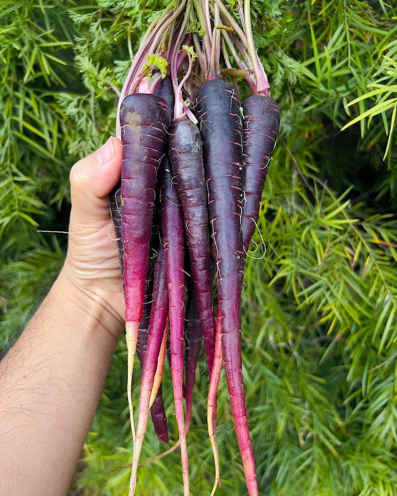 Puede incluir: Un manojo de zanahorias moradas reci&eacute;n cosechadas con hojas verdes. Las zanahorias tienen una piel de color morado oscuro intenso que se aclara hacia un tono blanco ros&aacute;ceo en las puntas. Cada zanahoria presenta una textura lisa.