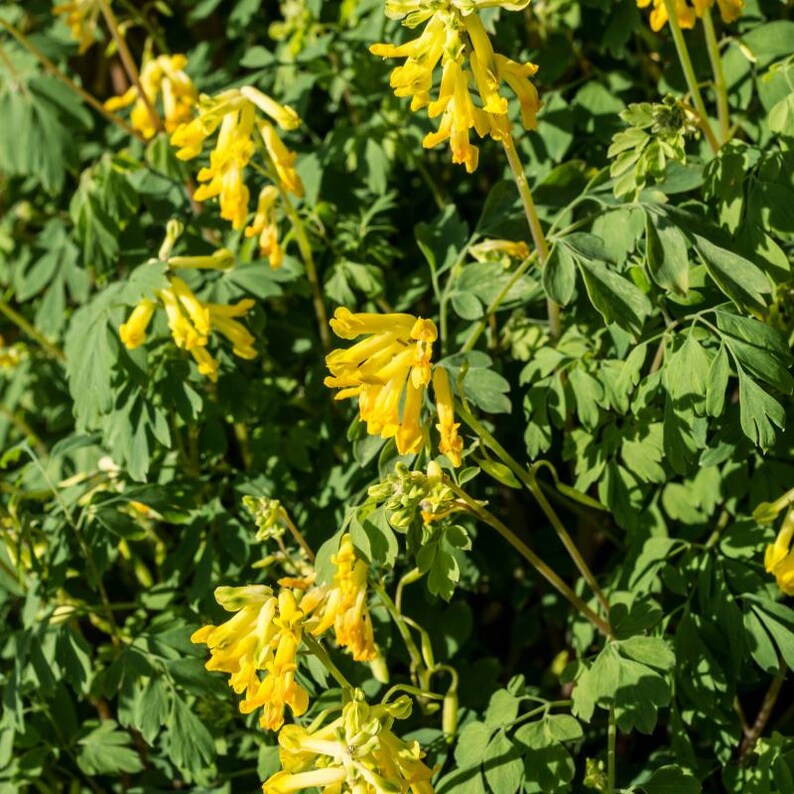 30-60 Golden Corydalis Seeds, Corydalis aurea, Golden Smoke Wildflower, Yellow Blooms image 3