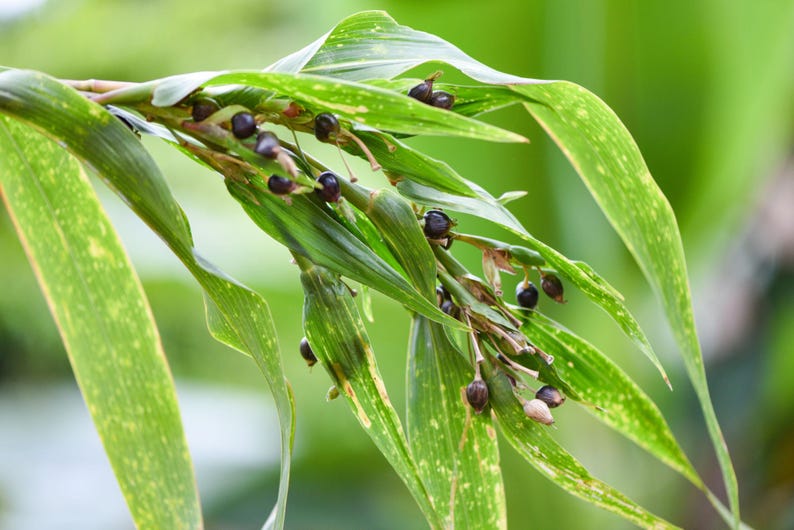Op de afbeelding: Een stengel van de Jobstranenplant met lange, puntige groene bladeren met geelgroene variegatie en trossen kleine, ronde, donkerpaarse tot zwarte zaden die aan de stengels tussen het gebladerte groeien.