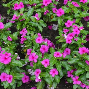 Pu&ograve; includere: Un gruppo di fiori di pervinca color magenta brillante con cinque petali arrotondati ciascuno, caratterizzati da un piccolo centro bianco. I fiori sono circondati da rigogliose foglie verdi ovali, creando una densa e colorata copertura.