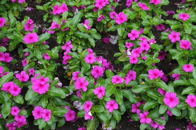 Pu&ograve; includere: Un gruppo di fiori di pervinca color magenta brillante con cinque petali arrotondati ciascuno, caratterizzati da un piccolo centro bianco. I fiori sono circondati da rigogliose foglie verdi ovali, creando una densa e colorata copertura.