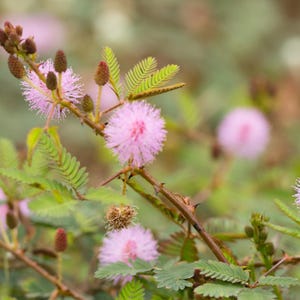 50-300 nasion roślin wrażliwych, Mimosa pudica, Touch Me Not zdjęcie 1