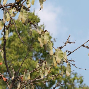10-20 Flame of the Forest Seeds, Butea Monosperma, Palash, Bastard Teak, Parrot Tree, Bengal Kino, Tropical Flowering Tree Seeds image 9