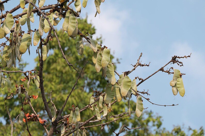 10-20 Flame of the Forest Seeds, Butea Monosperma, Palash, Bastard Teak, Parrot Tree, Bengal Kino, Tropical Flowering Tree Seeds image 9
