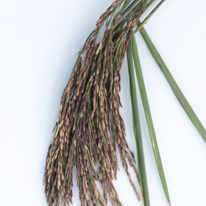100-1000 risbärsfrön, Oryza sativa, vildt svart ris, lila korn, thairis bild 5