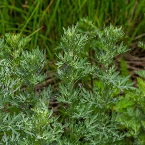 100-500 Wormwood Seeds, Artemisia absinthium, Silver Aromatic Herb image 4