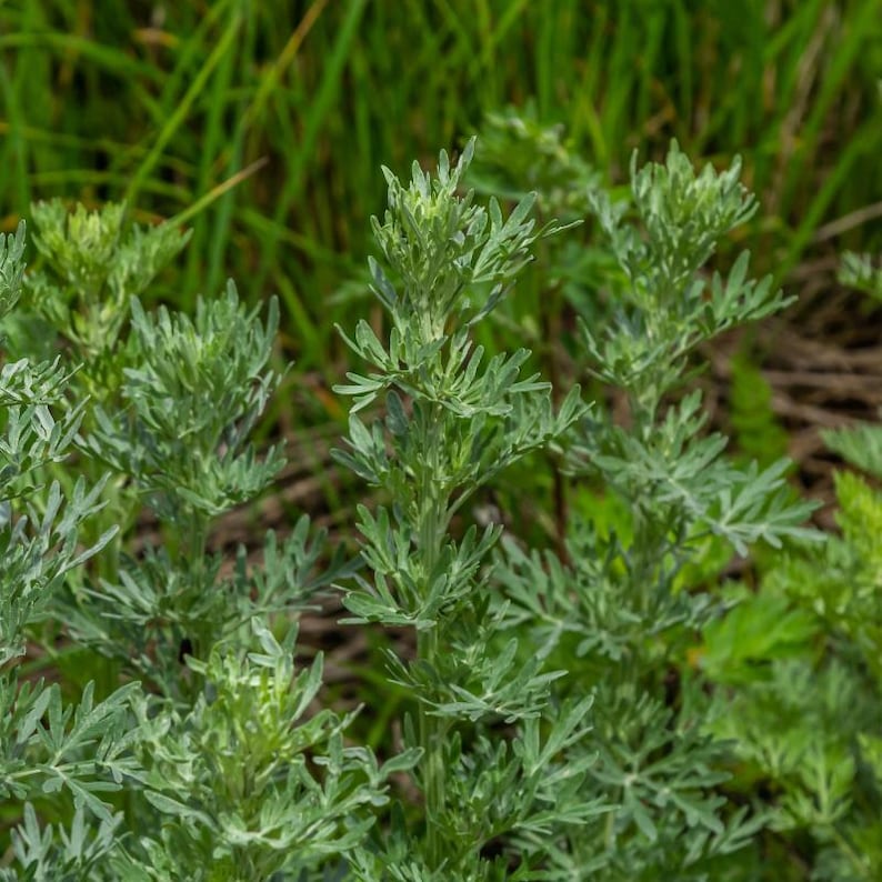 100-500 Wormwood Seeds, Artemisia absinthium, Silver Aromatic Herb image 4