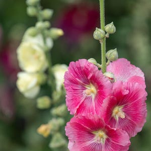 Peut inclure: Une haute tige de fleurs de rose tr&eacute;mi&egrave;re rose vif avec des centres jaunes pro&eacute;minents et des veines de p&eacute;tales d&eacute;licates et rayonnantes. La plante pr&eacute;sente plusieurs fleurs ouvertes et des boutons verts ferm&eacute;s.