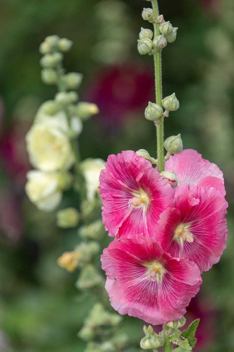 Peut inclure: Une haute tige de fleurs de rose tr&eacute;mi&egrave;re rose vif avec des centres jaunes pro&eacute;minents et des veines de p&eacute;tales d&eacute;licates et rayonnantes. La plante pr&eacute;sente plusieurs fleurs ouvertes et des boutons verts ferm&eacute;s.