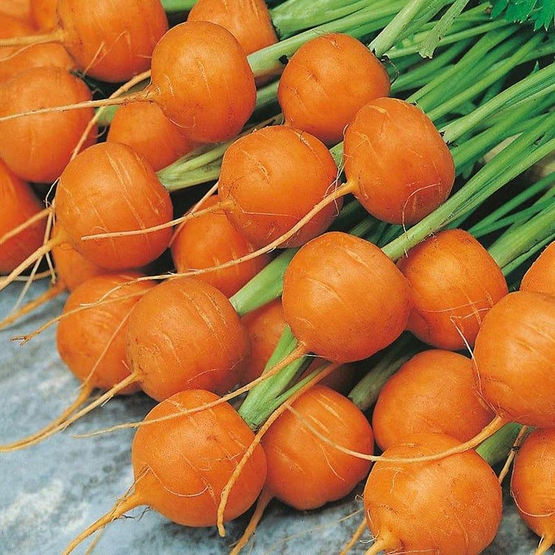 Puede incluir: Un manojo de zanahorias redondas tipo Par&iacute;s con ra&iacute;ces esf&eacute;ricas y lisas y largos tallos de hojas de color verde vibrante. Cada zanahoria presenta una piel naranja brillante y uniforme con sutiles marcas horizontales y puntas finas.