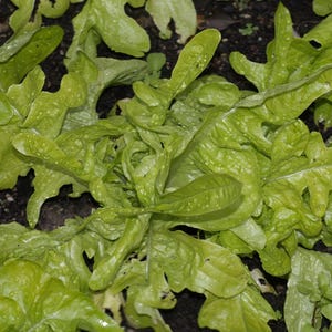 Über 100 Salatschalen-Samen, Lactuca sativa, Grüner Eichblattsalat, Blattsalat Bild 3