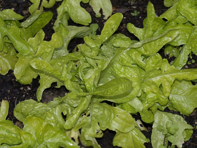 Über 100 Salatschalen-Samen, Lactuca sativa, Grüner Eichblattsalat, Blattsalat Bild 3