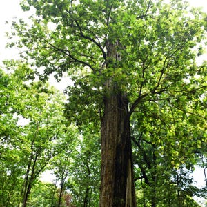 Pu&ograve; includere: Un albero alto e maturo con un tronco dalla corteccia marrone e ruvida e un'ampia chioma di foglie verde brillante. L'albero si erge al centro, circondato da altri alberi pi&ugrave; piccoli in un ambiente boschivo denso e soleggiato.