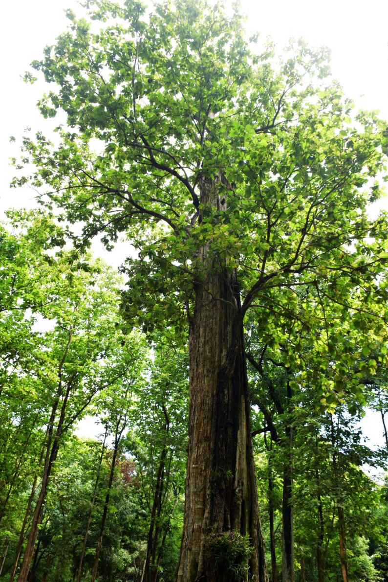 Pu&ograve; includere: Un albero alto e maturo con un tronco dalla corteccia marrone e ruvida e un'ampia chioma di foglie verde brillante. L'albero si erge al centro, circondato da altri alberi pi&ugrave; piccoli in un ambiente boschivo denso e soleggiato.