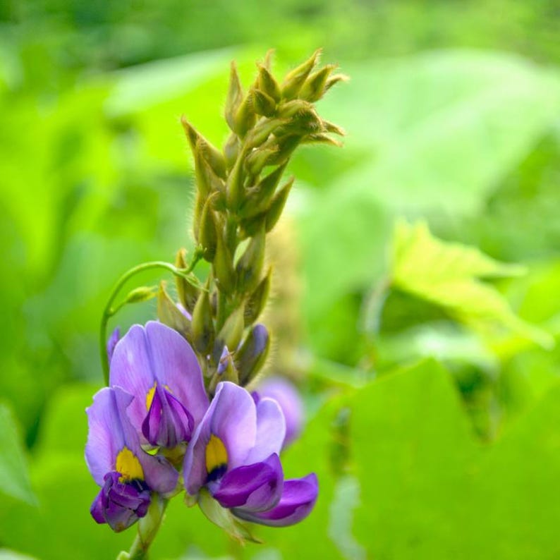 5-10 semillas de Mucuna Pruriens, frijol terciopelo, Mucuna pruriens, Kapikachhu, enredadera tropical, semillas exóticas para jardín imagen 7